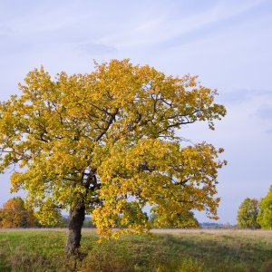 Dub zamatový (Quercus velutina) - výška 40-70 cm, kont. C5L
